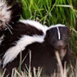Meet your Posher, Skunk